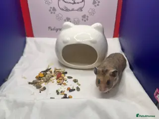 Hamster rodents Pedigree Syrian hamster babies - Advert 5