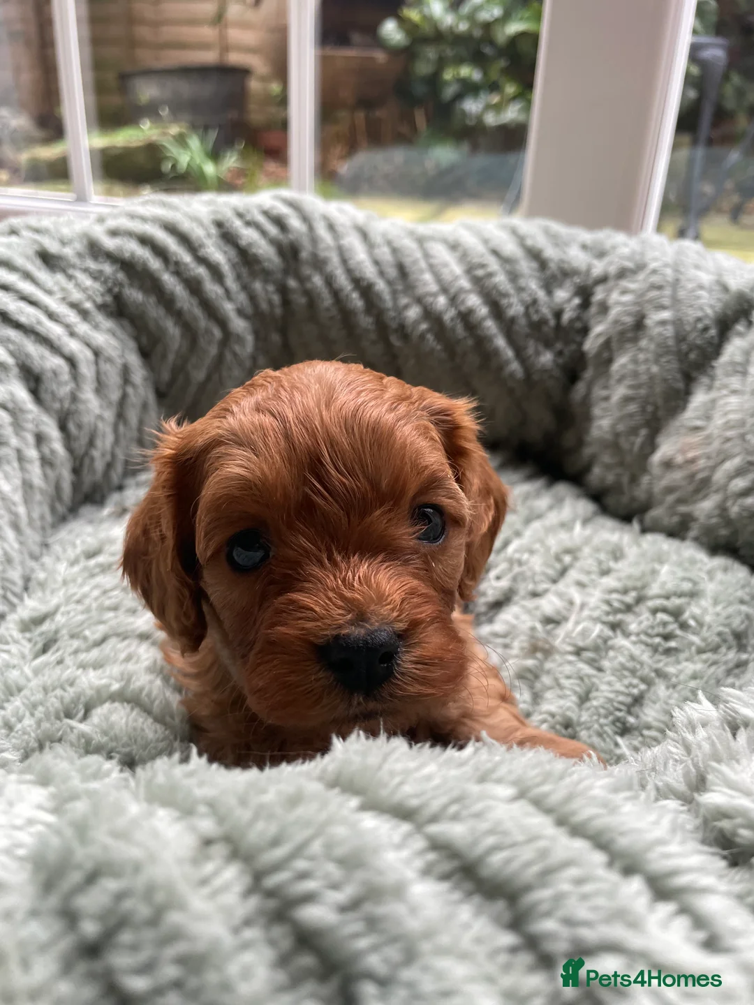Cavapoo dogs for sale: F1 Toy Cavapoo puppies  - Advert 21