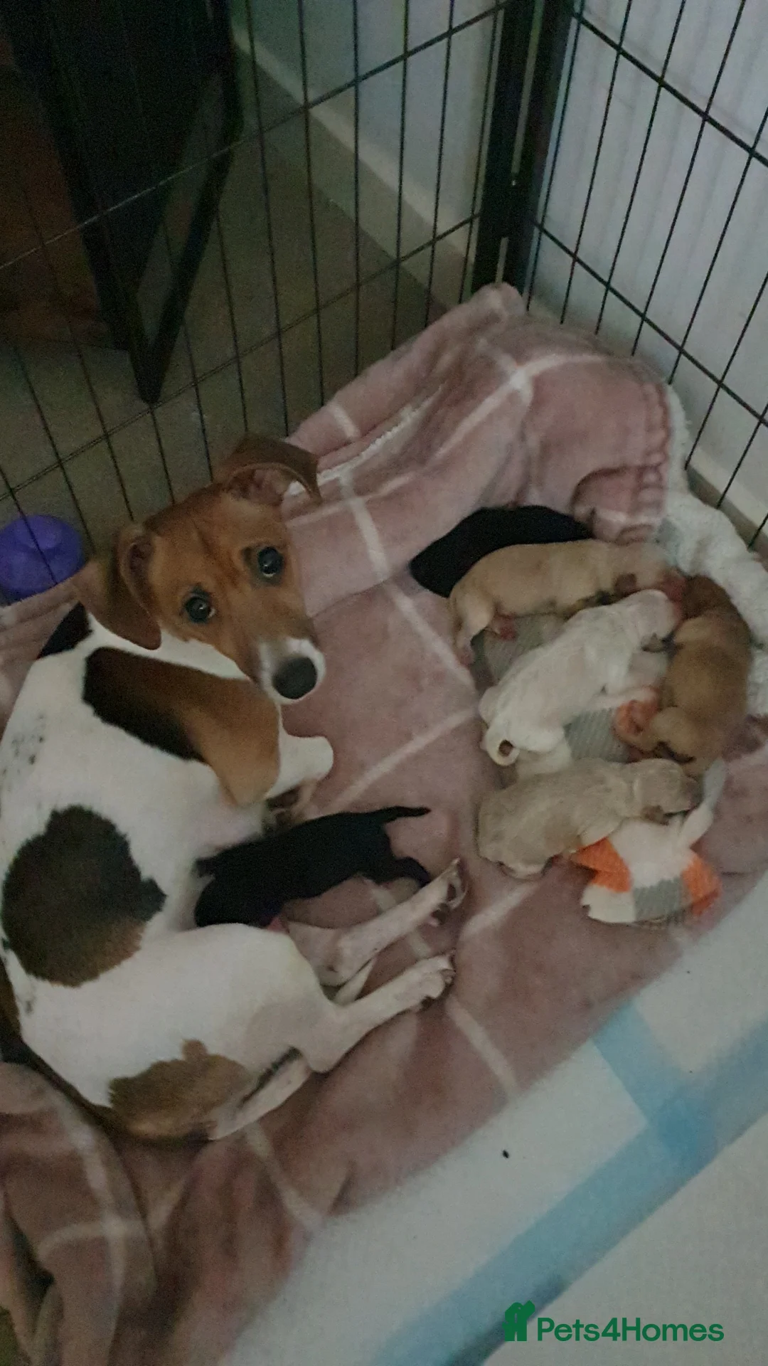 Jackapoo dogs for sale: Jackapoos - Advert 1