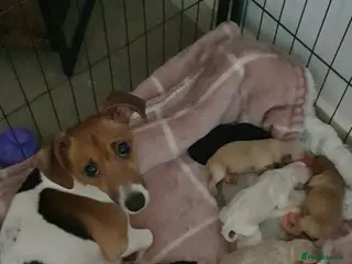 Jackapoo dogs Jackapoos - Advert 2