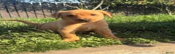 Labrador Retriever dogs for sale: Working Labrador Puppies  - Advert 7