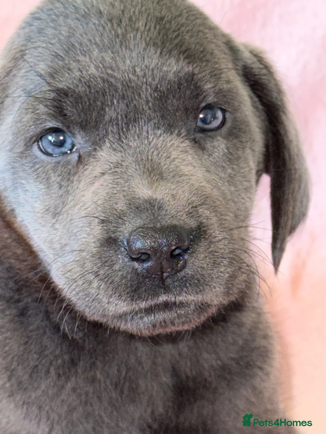 Labrador Retriever dogs for sale: KC SILVER-CHARCOAL-CHAMPAGNE Labradors  - Advert 2