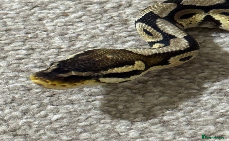 Python Snake reptiles - Advert 1
