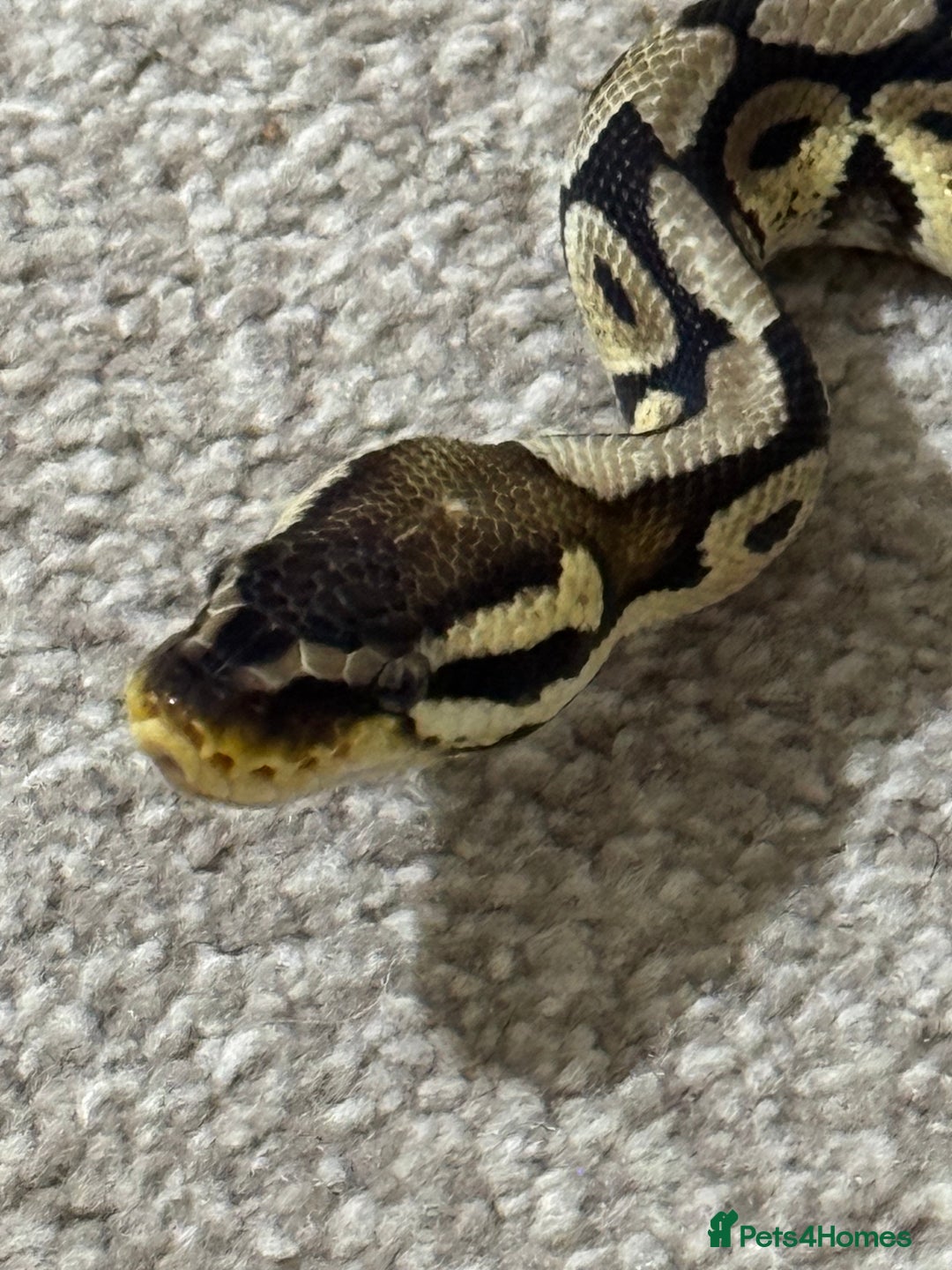 Python Snake reptiles for sale: Male royal python (pastel) - Image 1