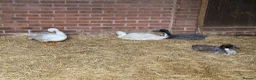 Ducks poultry for sale: Drakes - various breeds  in Birmingham - Advert 1