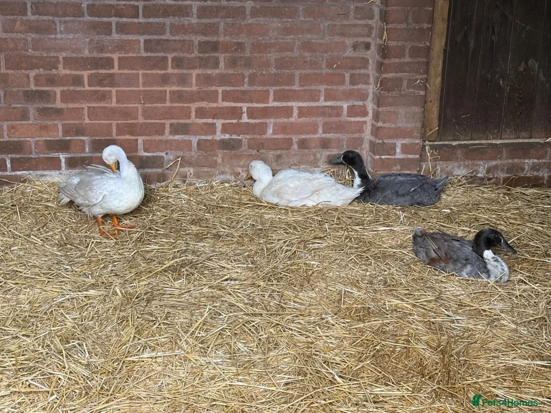 Ducks poultry for sale: Drakes - various breeds  in Birmingham - Advert 1