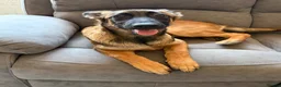 Mixed Breed dogs for sale: Kali  - Advert 6