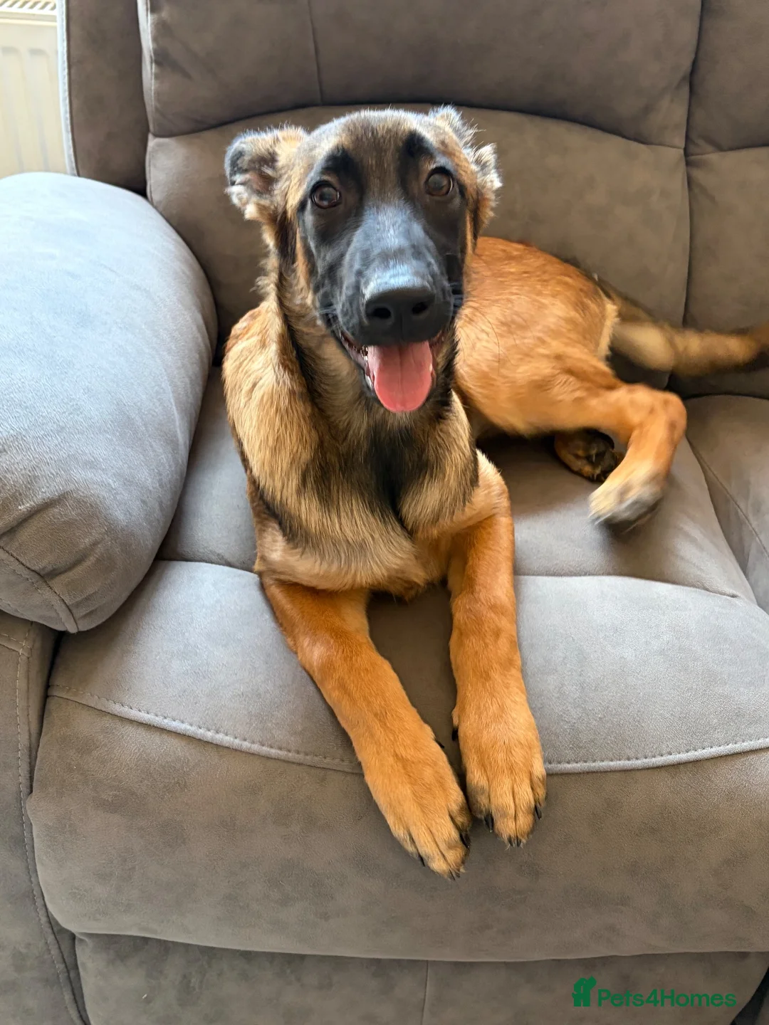 Mixed Breed dogs for sale: Kali  - Advert 6
