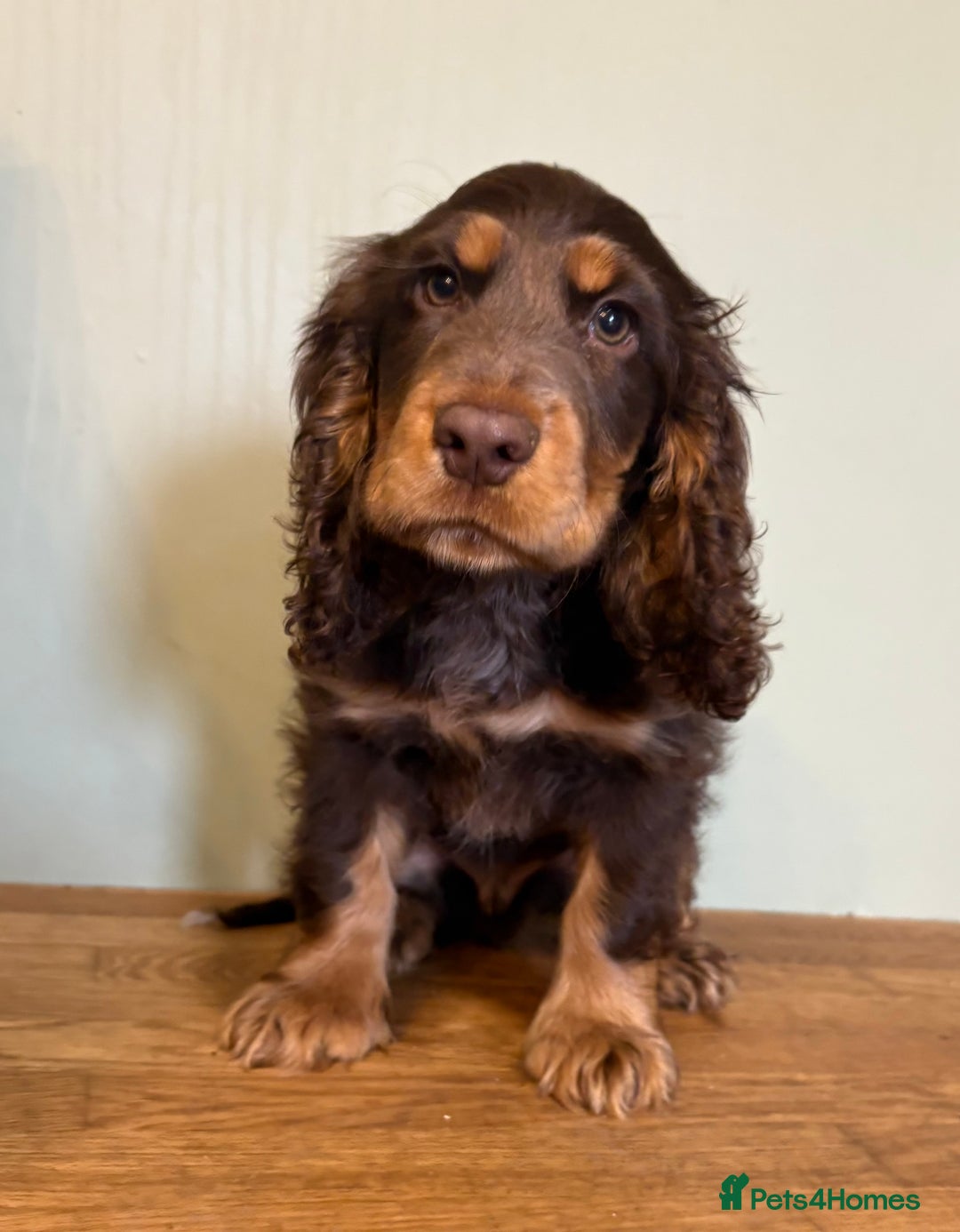 Cocker Spaniel dogs for sale: Beautiful Cocker Spaniel Litter - Advert 1