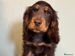 Cocker Spaniel dogs Beautiful Cocker Spaniel Litter - Advert 10