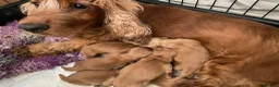 Cocker Spaniel dogs for sale: KC Reg Show Type Cocker Spaniel puppies - Advert 1