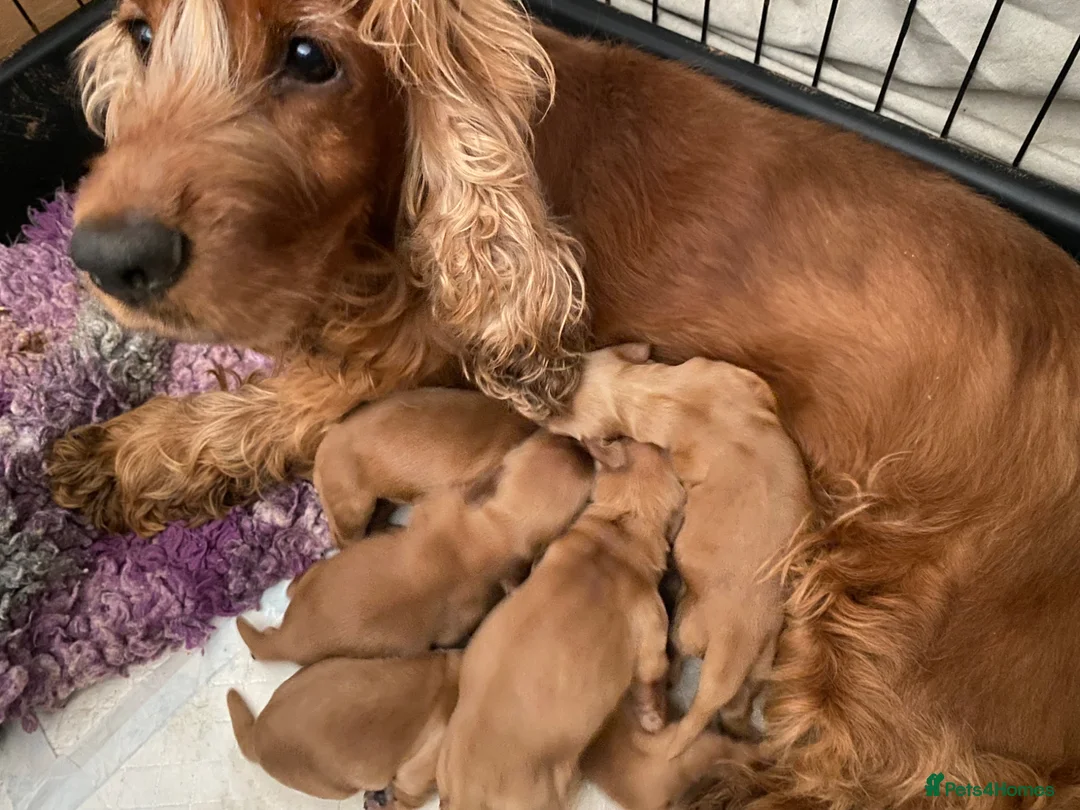 Cocker Spaniel dogs for sale: KC Reg Show Type Cocker Spaniel puppies - Advert 1