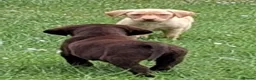 Labrador Retriever dogs for sale: Fantastic labrador pups  - Advert 11