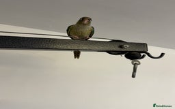 Conures birds for sale: Tamed hand-fed baby conure - Image 7