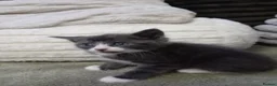 Mixed Breed cats for sale: Adorable grey white kittens  - Advert 4
