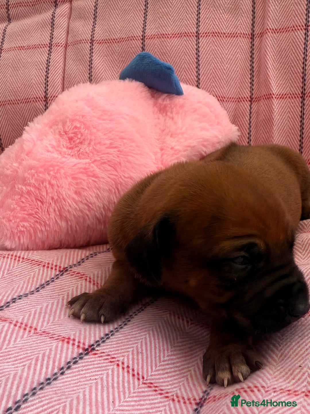 Rhodesian Ridgeback dogs for sale: Rhodesian Ridgeback Puppies KC reg - Image 17