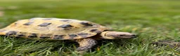 Tortoise reptiles for sale: Horsfield tortoise. Male.  in Huntingdon - Advert 1