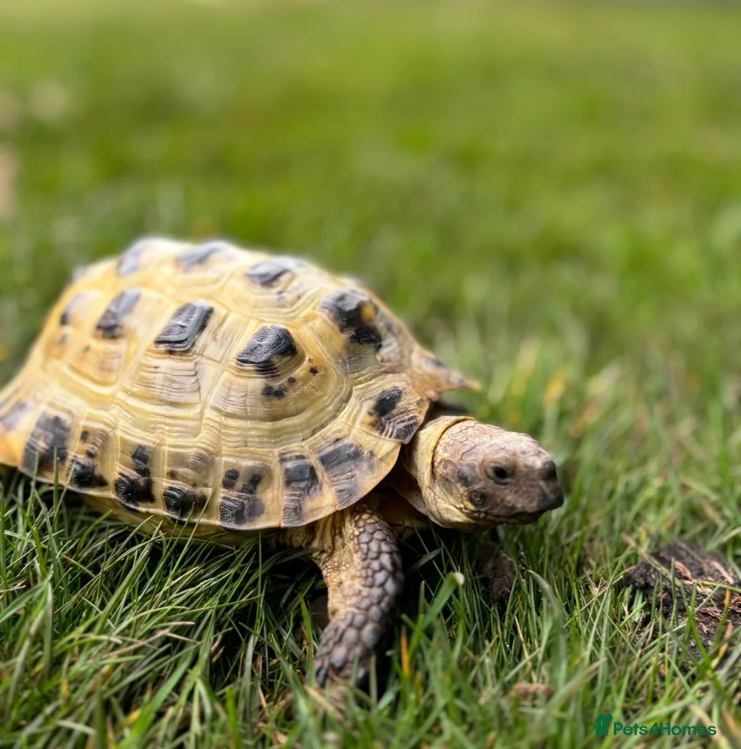 Tortoise reptiles for sale: Horsfield tortoise. Male.  in Huntingdon - Advert 1