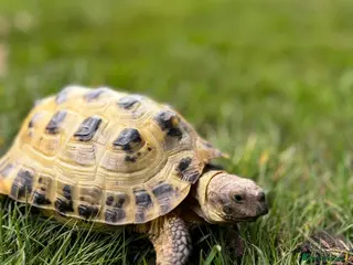 Tortoise reptiles Horsfield tortoise. Male. - Advert 1