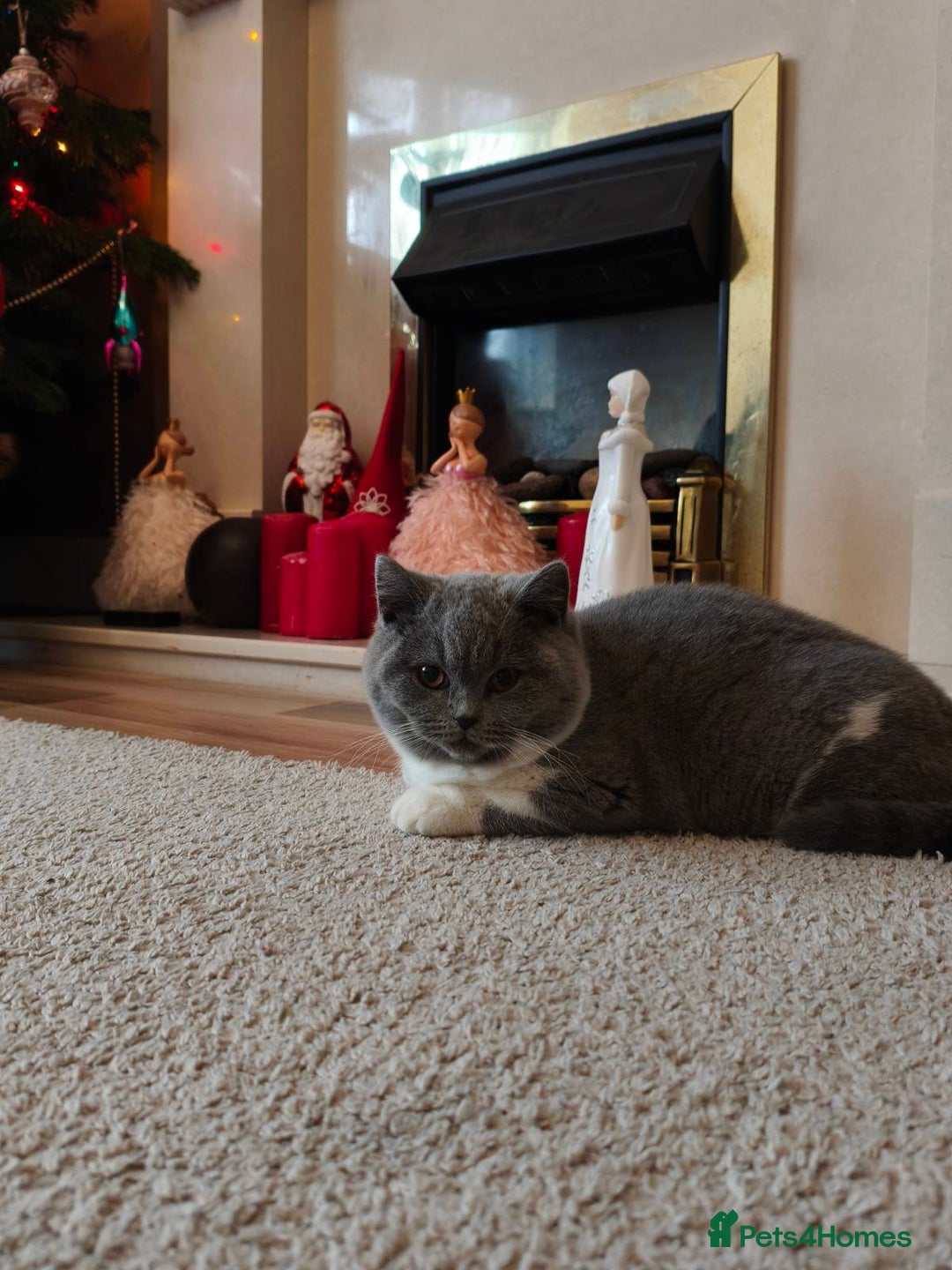 British Shorthair cats for sale: British shorthair - Advert 13