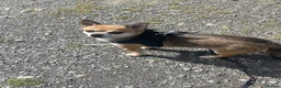 Chihuahua dogs for sale: Milo - Looking for a new home  in Warrington - Advert 6