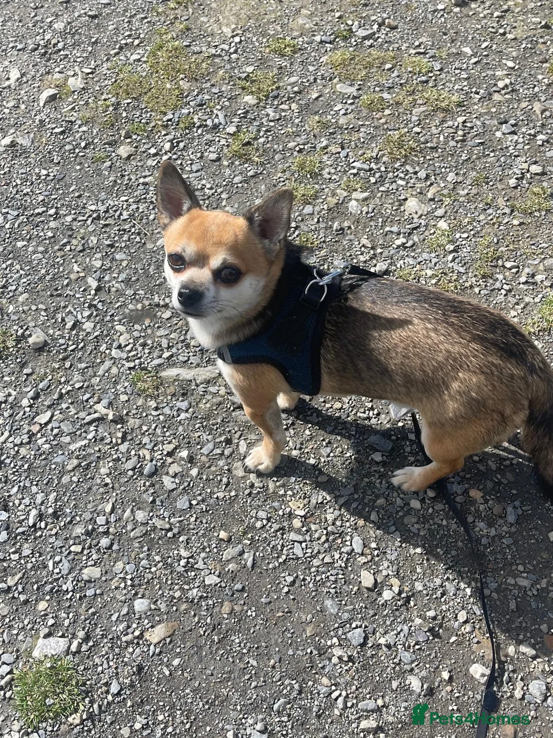 Chihuahua dogs for sale: Milo - Looking for a new home  in Warrington - Advert 6