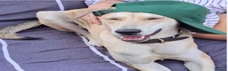 Mixed Breed dogs for adoption: Zuri is looking for a fun adventurous home in Fowey - Advert 9