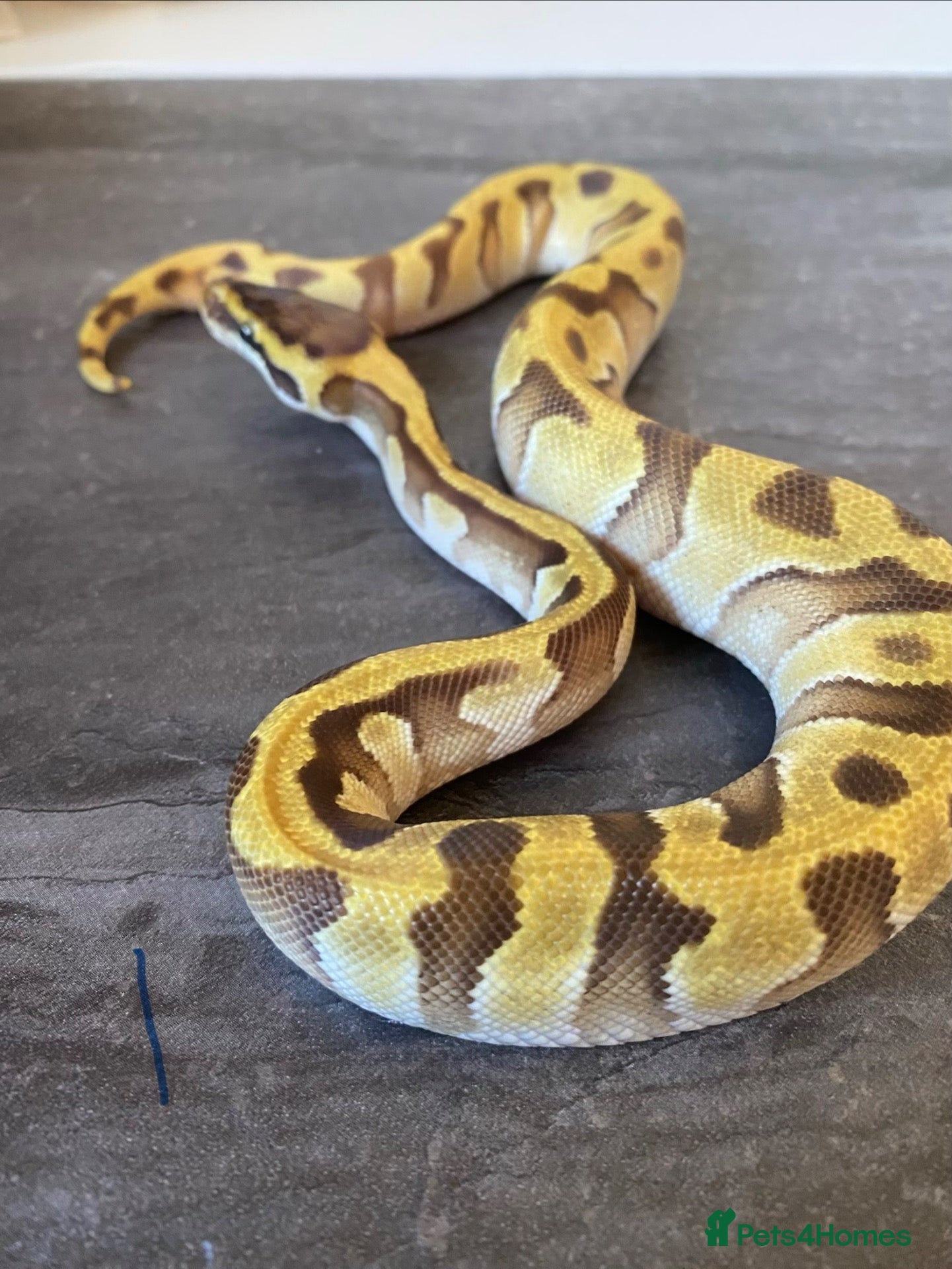 Python Snake reptiles Hatchling royal pythons. - Advert 1