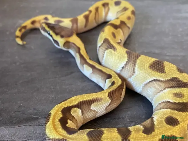 Python Snake reptiles for sale: Hatchling royal pythons. - Advert 1