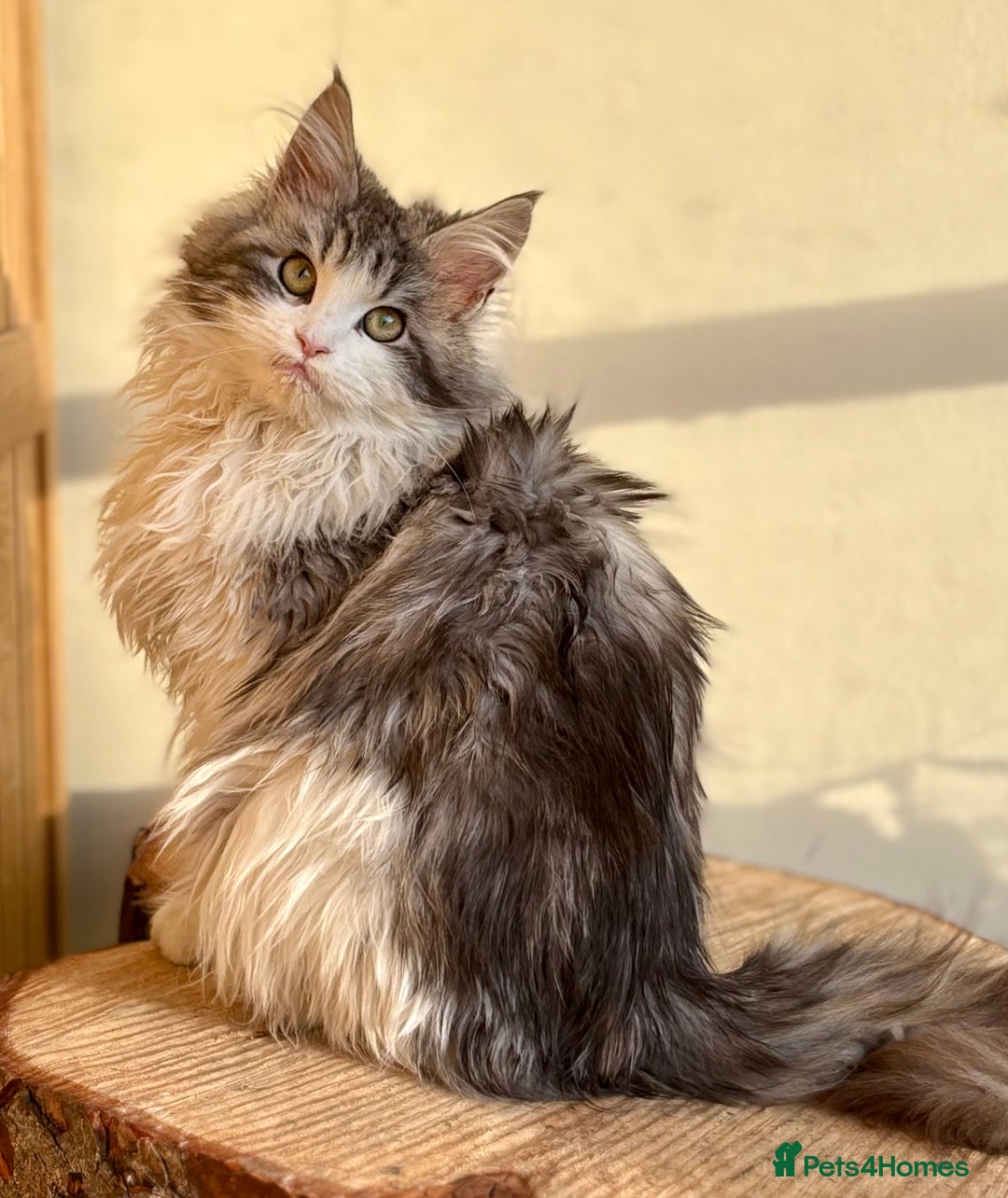 Maine Coon cats for sale: Beautiful Maine coon kittens - Advert 6
