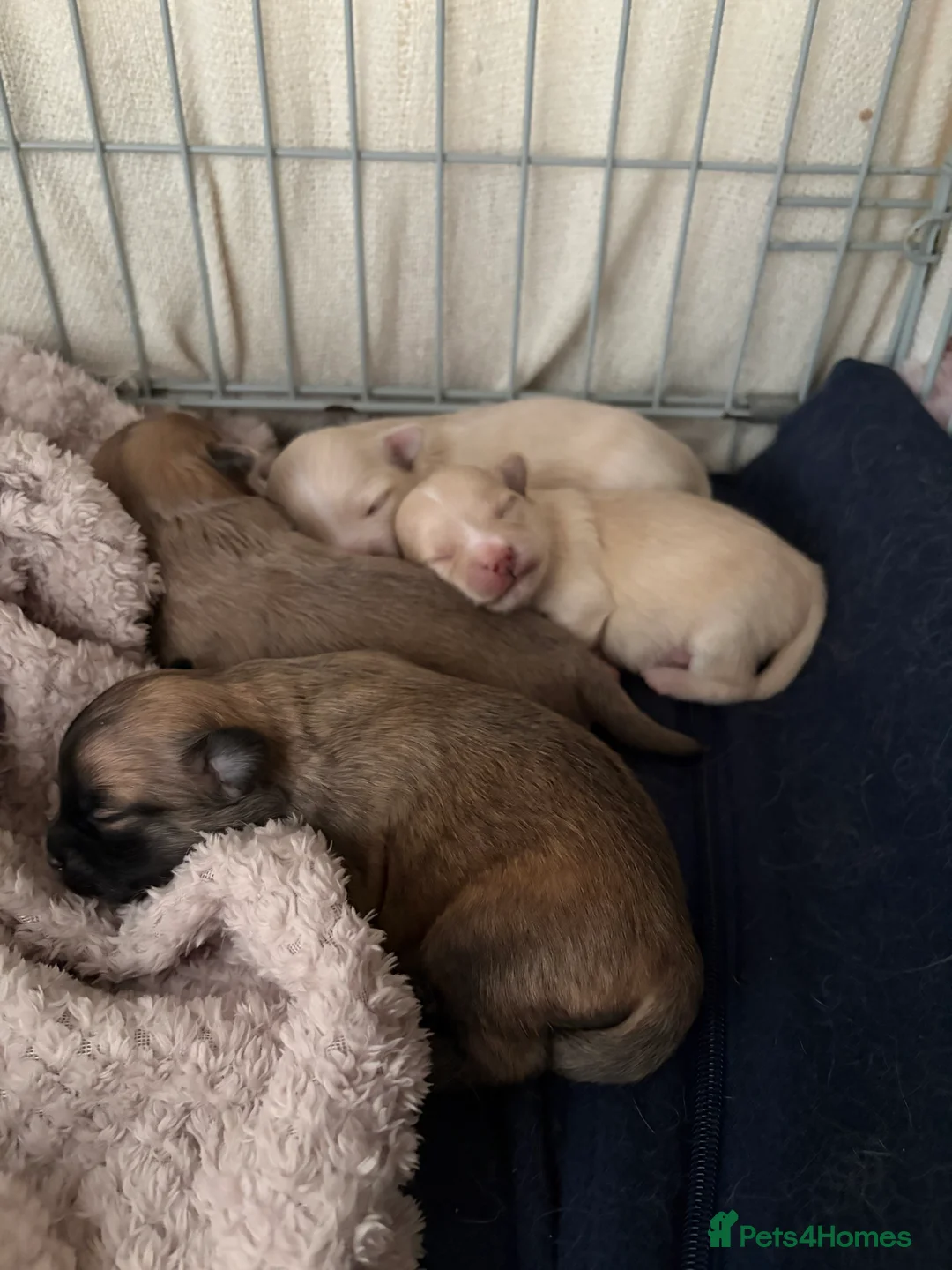 Chihuahua dogs for sale: Long hair chihuahua puppies - Advert 3