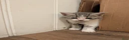 Mixed Breed cats for sale: Mixed breed kittens  - Advert 17