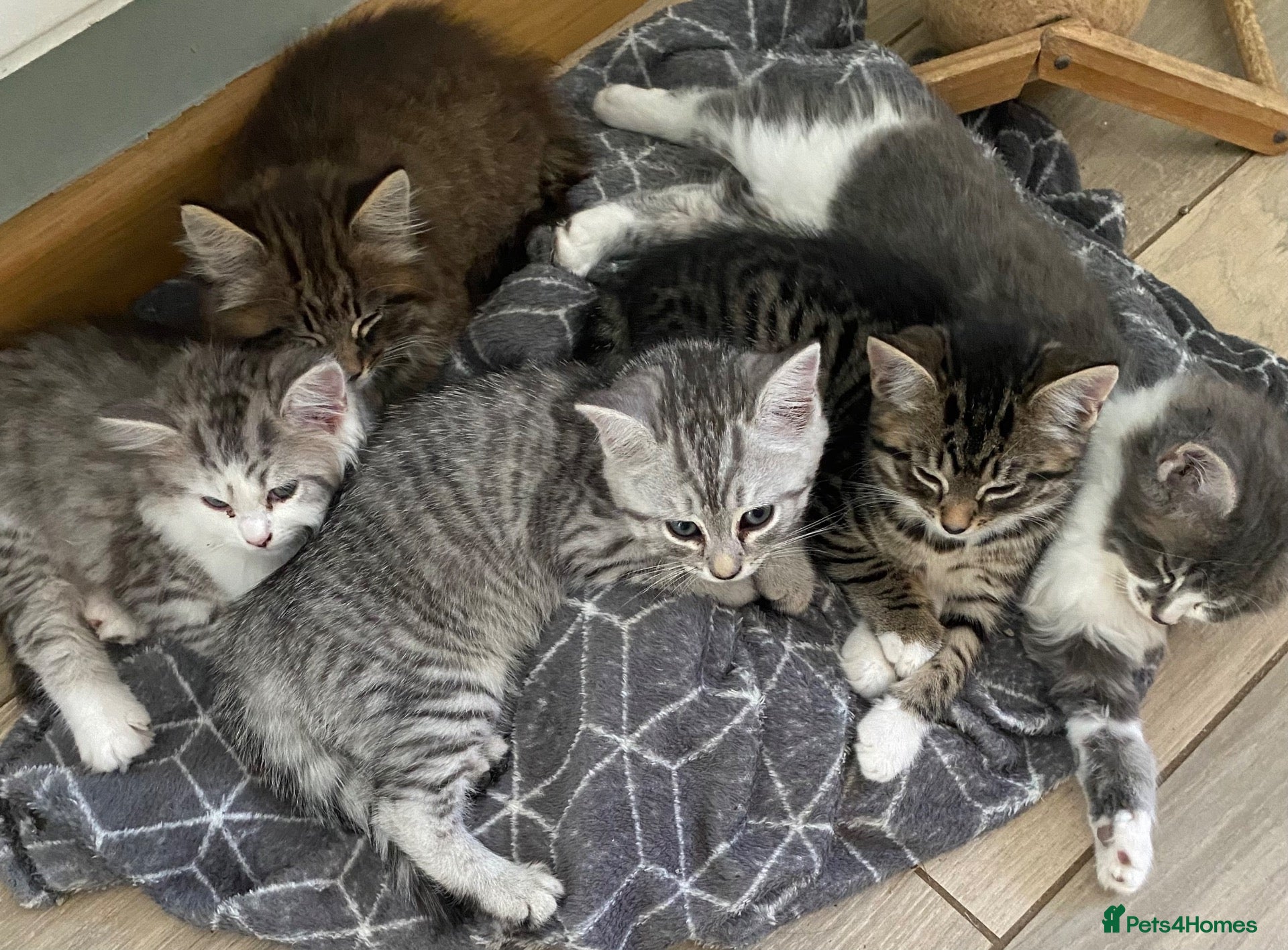 Mixed Breed cats Beautiful kittens ready now  - Advert 5