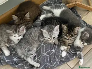 Mixed Breed cats Beautiful kittens ready now - Advert 5