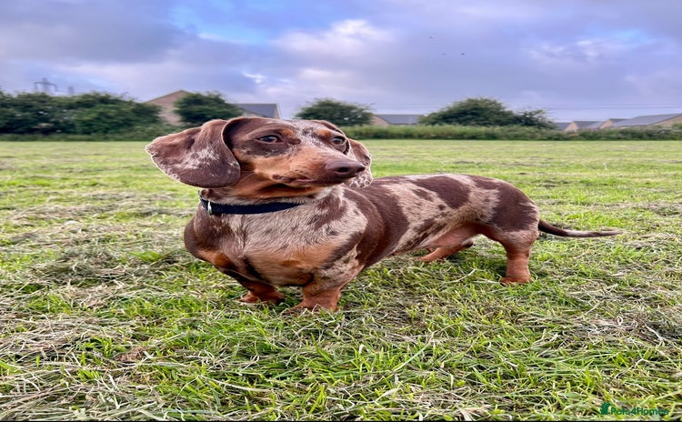 Dachshund dogs Dachshund for rehoming  - Advert 1