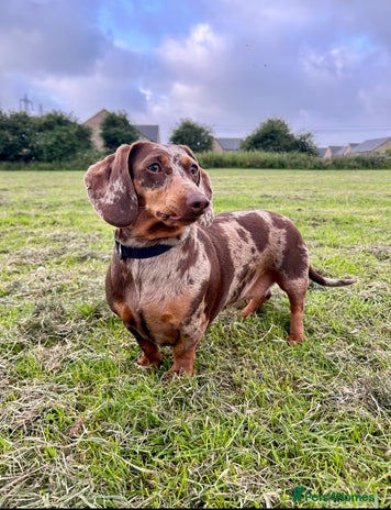 Dachshund dogs Dachshund for rehoming - Advert 1