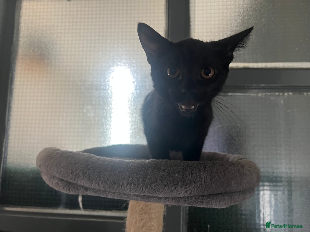 Bombay cats for sale: Bombay Girl Kittens Looking for Loving Homes  - Advert 6