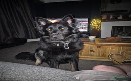 German Shepherd dogs for sale: GSD 2½ male - Image 4