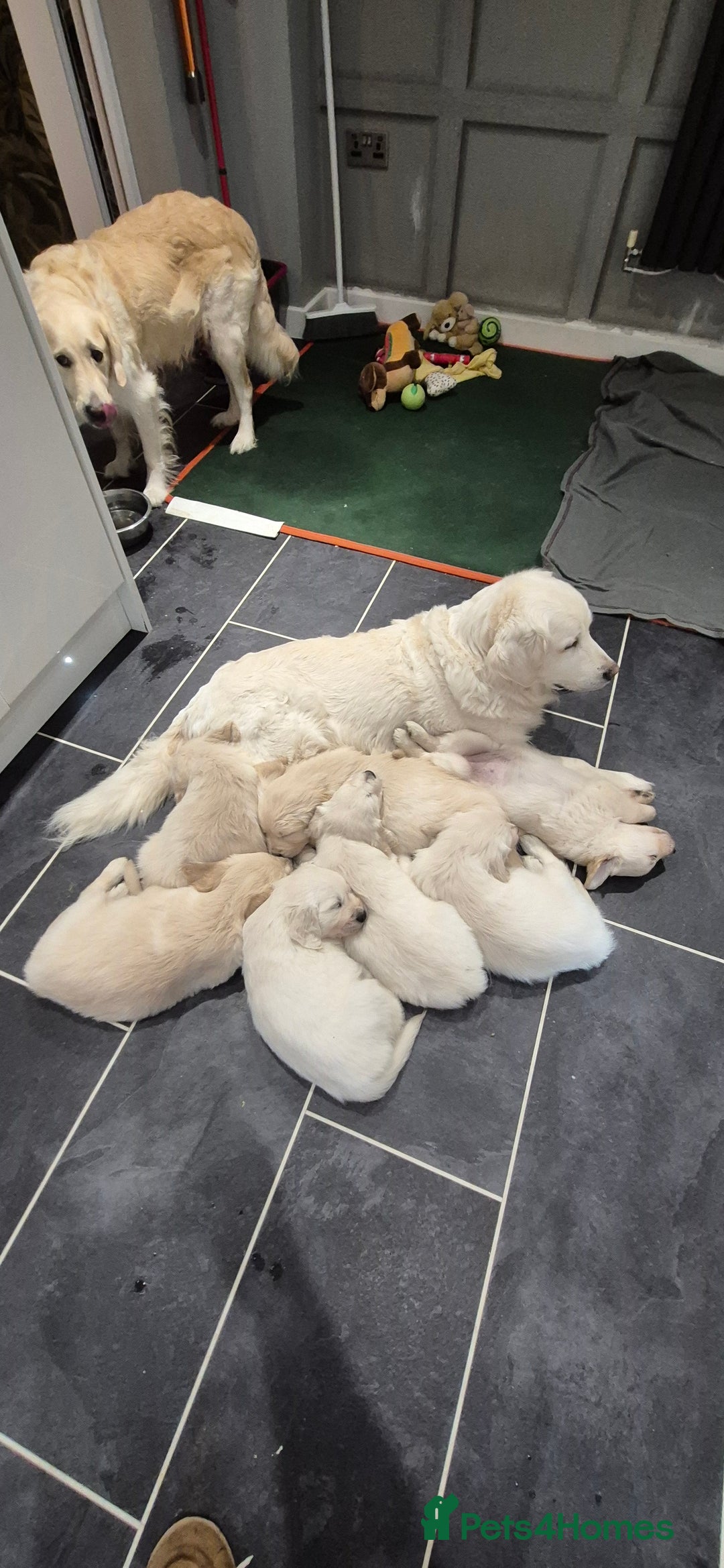 Golden Retriever dogs for sale: Golden retriever beautiful cream puppies - Advert 4