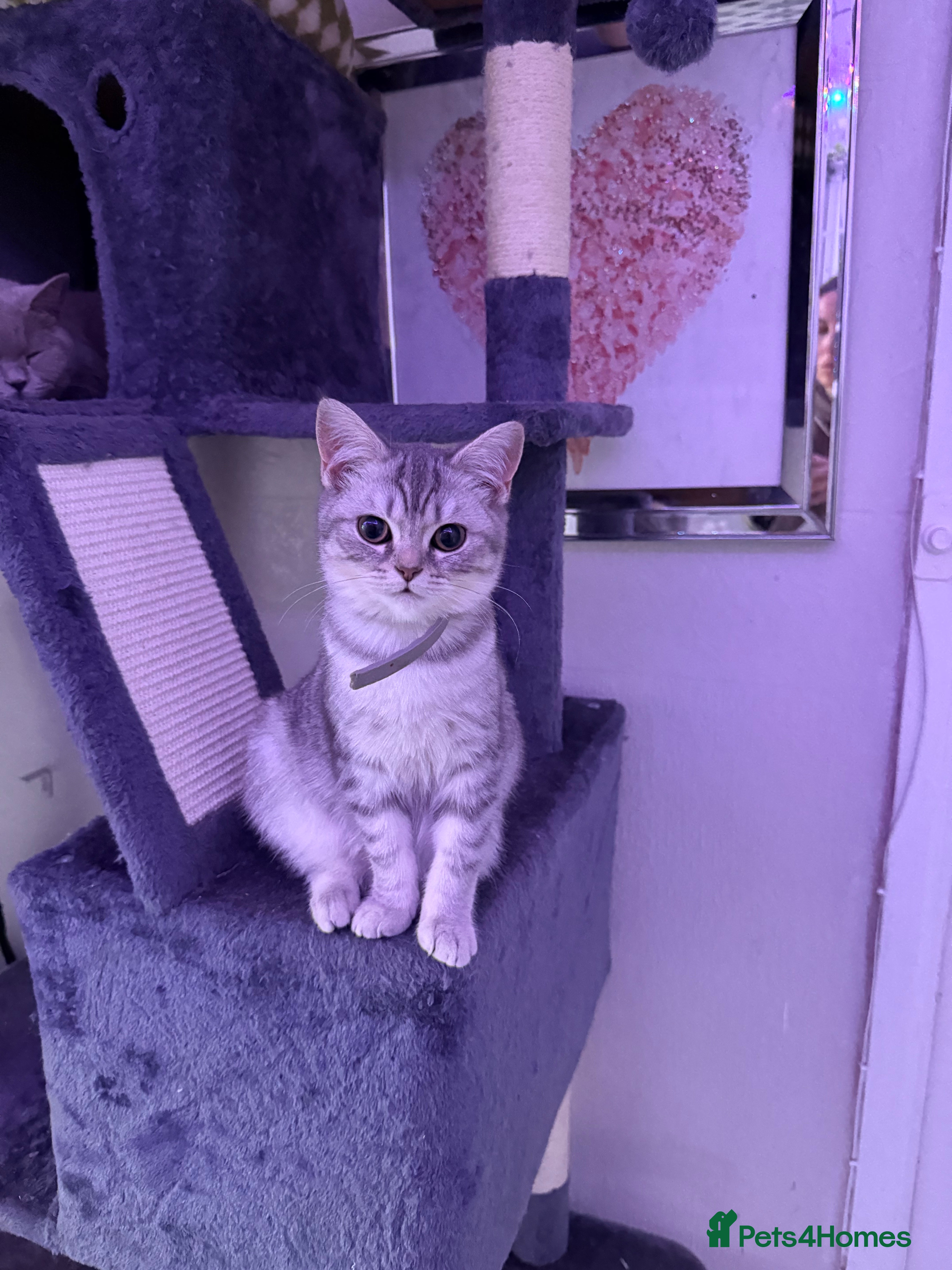 British Shorthair cats Stunning kittens READY NOW  - Advert 15