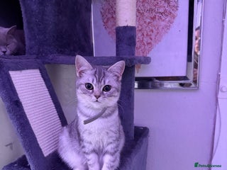 British Shorthair cats Stunning kittens READY NOW - Advert 15