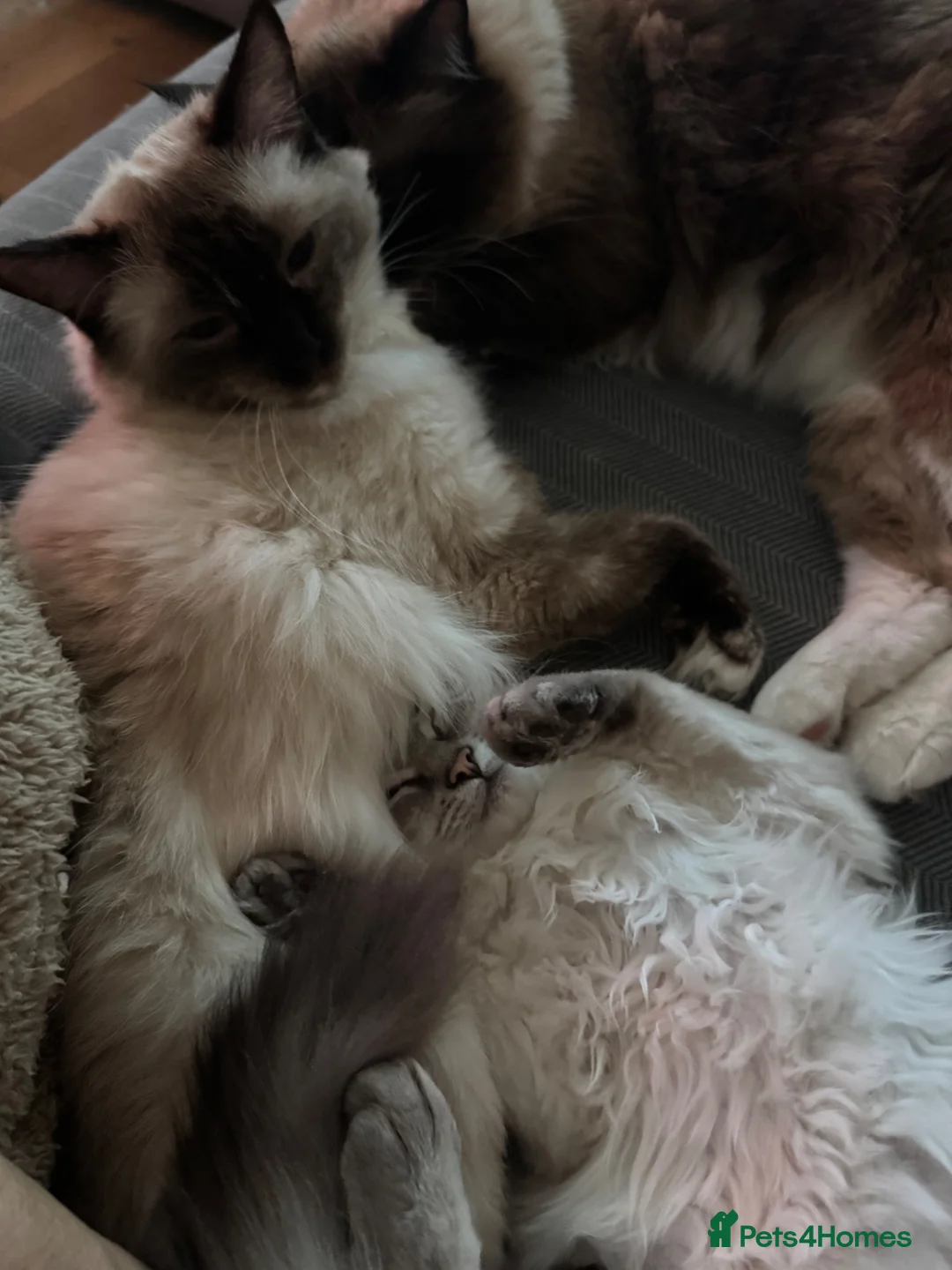 Ragdoll cats for sale: Female ragdoll - Advert 1