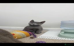 Russian Blue cats for sale: 5 Pure Pedigree Russian Blue Kittens *LAST MALE* - Image 8