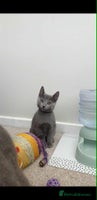 Russian Blue cats - Advert 1