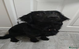 Mixed Breed dogs for sale: Cocker spaniel x German shepherd  - Image 9