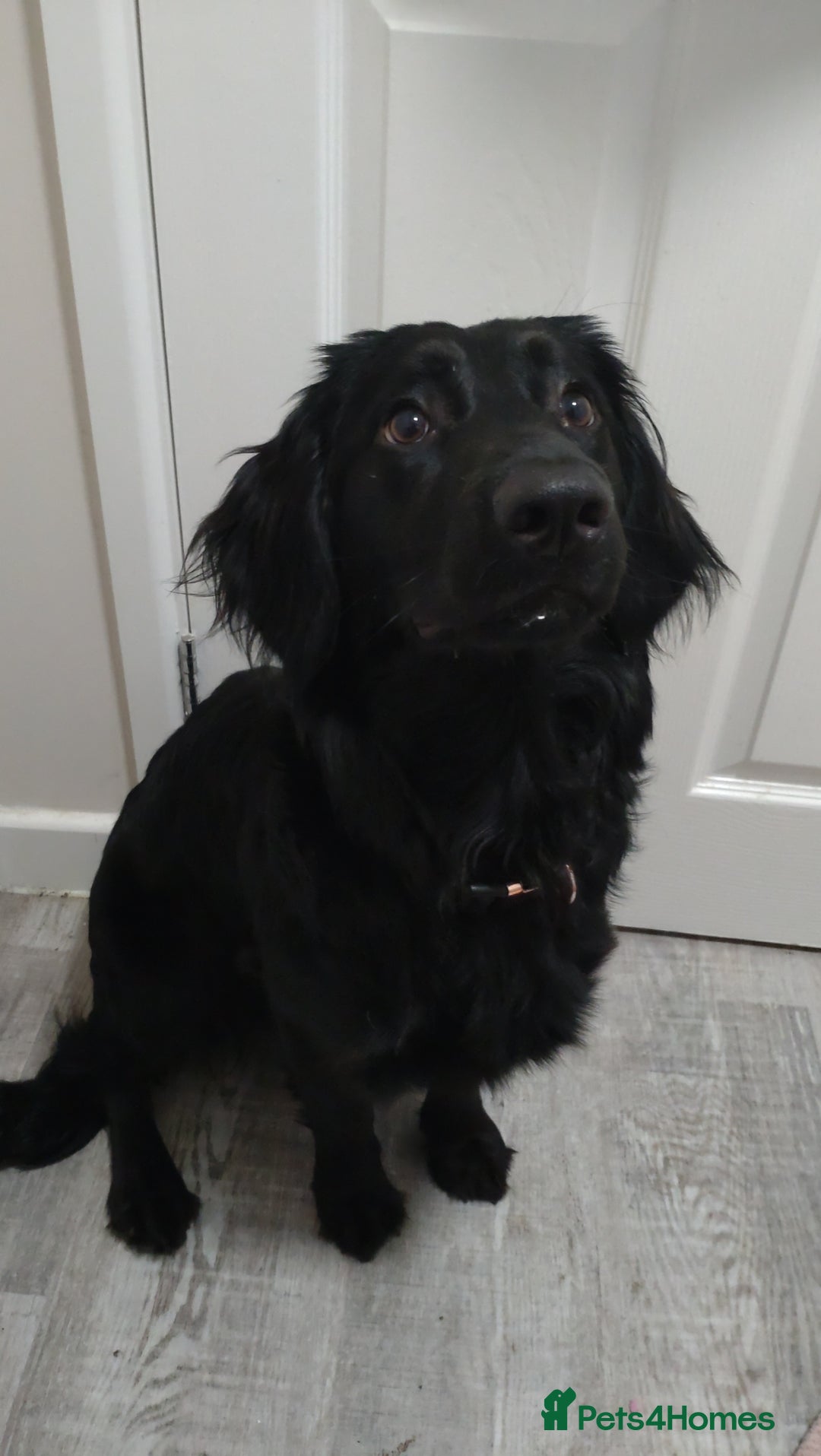 Mixed Breed dogs for sale: Cocker spaniel x German shepherd  - Image 9