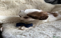Shih Tzu dogs for sale: 4 imperial shih Tzu beautiful boys  - Image 14