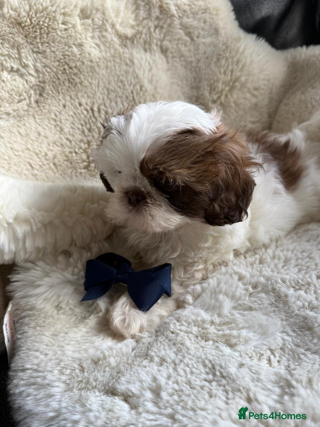 Shih Tzu dogs for sale: 4 imperial shih Tzu beautiful boys  - Image 14