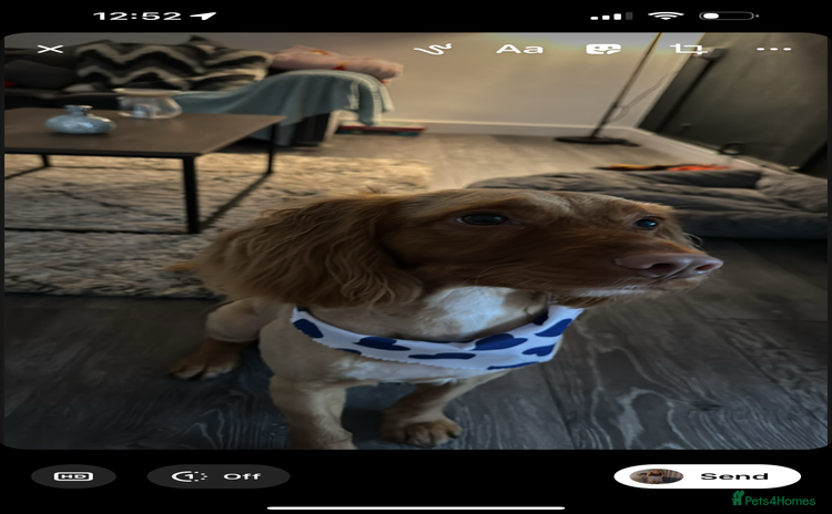 Cockapoo dogs - Advert 7
