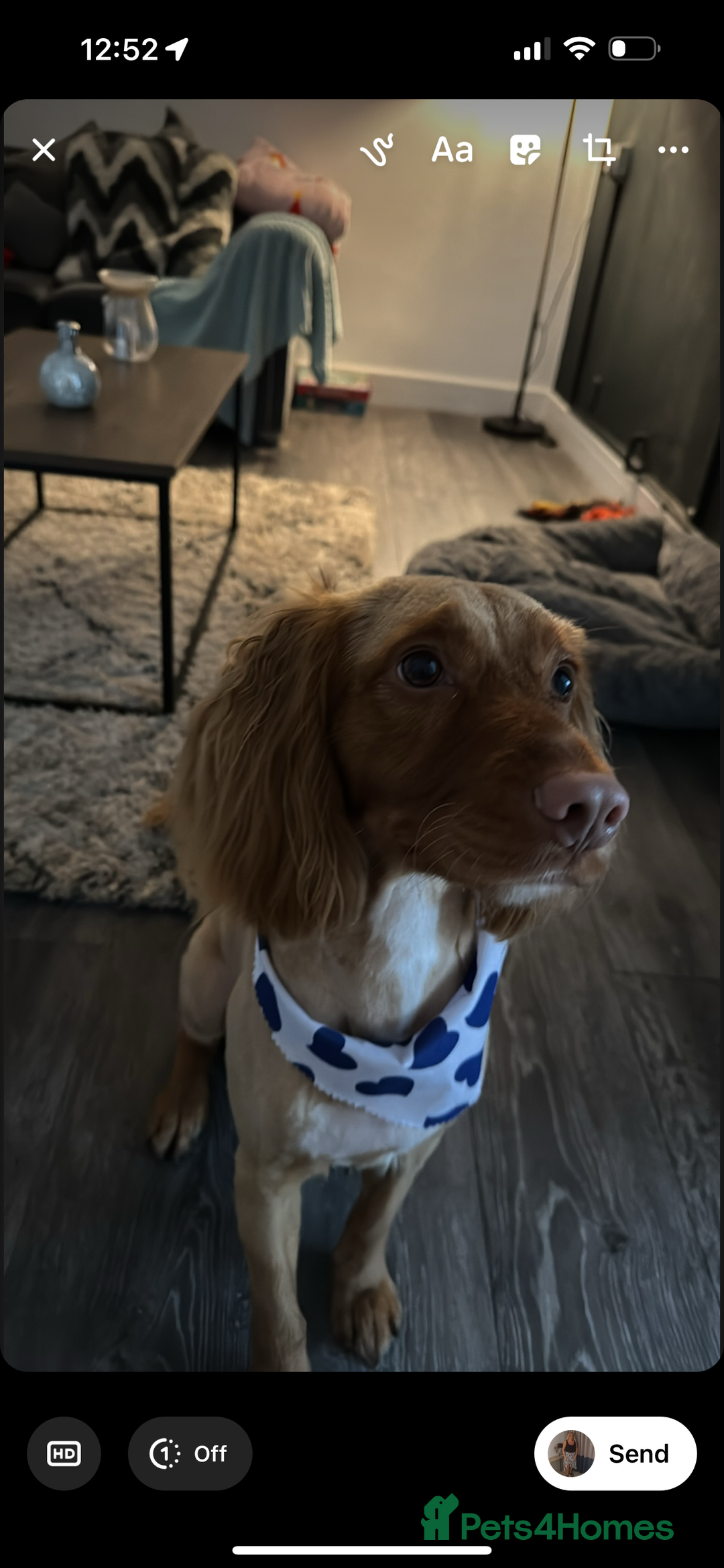 Cockapoo dogs for sale: Marlo  - Image 1